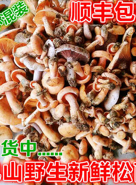 野外蘑菇 新鲜松树菇 黄松菌 乌松菌 枞树菌 寒菌 重阳菌顺丰包邮
