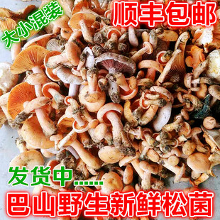 野外蘑菇 新鲜松树菇 黄松菌 乌松菌 枞树菌 寒菌 重阳菌顺丰包邮