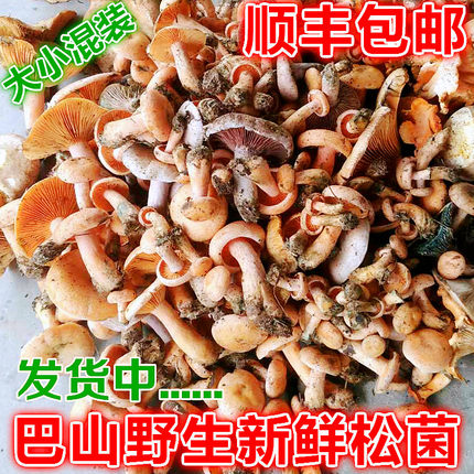 野外蘑菇 新鲜松树菇 黄松菌 乌松菌 枞树菌 寒菌 重阳菌顺丰包邮