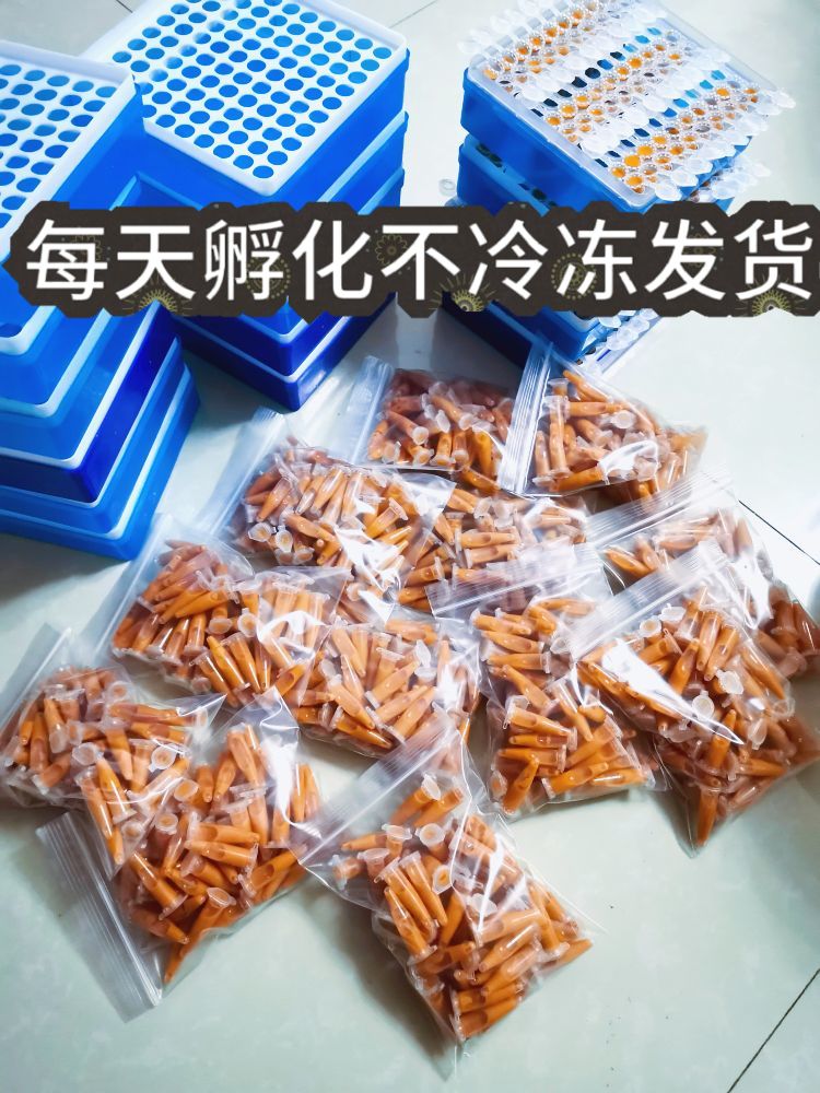 孵化好的丰年虾直接喂埃及七彩