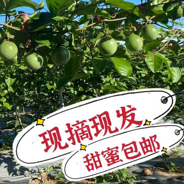 广西靖西黄金百香果3斤5斤钦蜜9号纯甜新鲜包邮