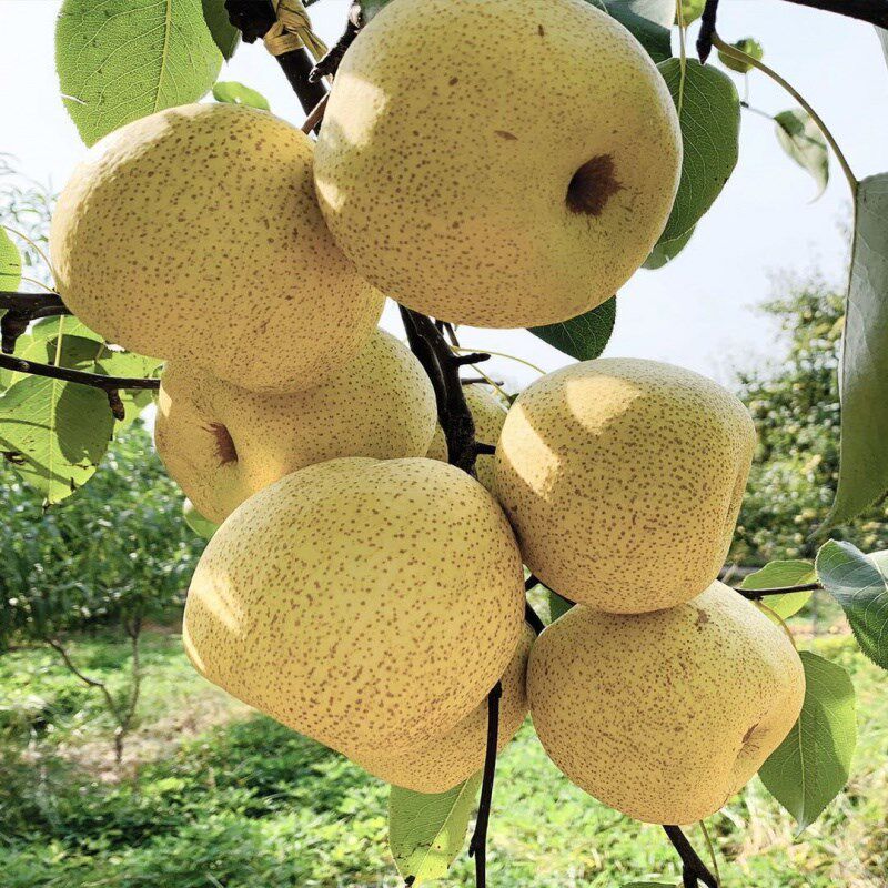 砀山酥梨水果梨子秋月梨丑梨冰糖雪梨汤山梨老树梨子水果新鲜当。|msdalam kategori daging perikanan/Buah-buahan segar dan sayur-sayuran/dimasak, buah-buahan segar, Pear - dari Buy2taobao.com untuk memberikan perkhidmatan ejen Taobao profesional membeli