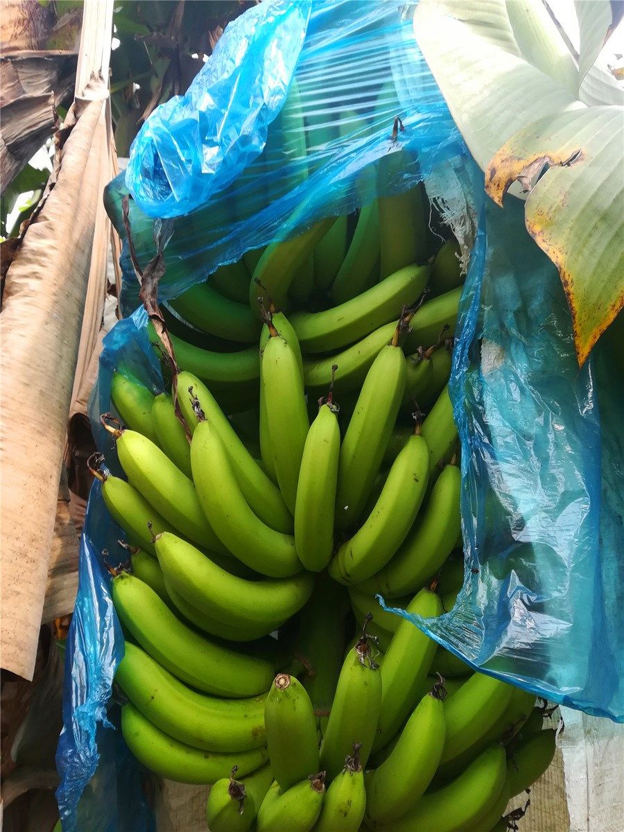 广西新鲜香蕉新鲜水果banana 9斤无保鲜剂无催熟剂。|msdalam kategori daging perikanan/Buah-buahan segar dan sayur-sayuran/dimasak, buah-buahan segar, pisang - dari Buy2taobao.com untuk memberikan perkhidmatan ejen Taobao profesional membeli