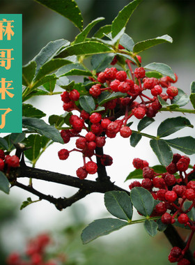 新干花椒粒四川汉源纯正清溪贡椒128克食用非大红袍家用优质麻椒