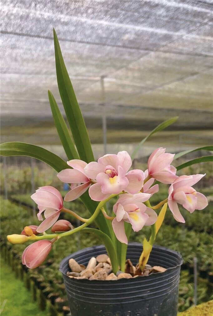 粉色的兰花韩国桃花浓香型易活易开花绿植吸呷栓净化空气植物盆栽