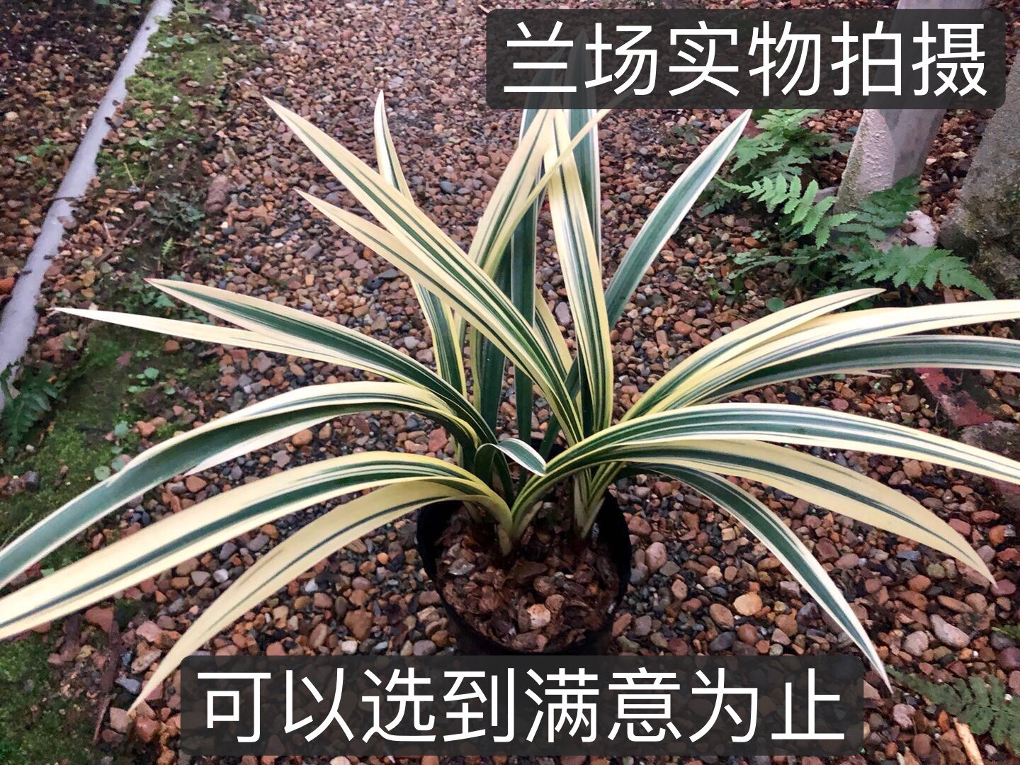 墨兰报岁兰黄金日向高档线艺兰花苗大金边台湾进口日响 中透艺