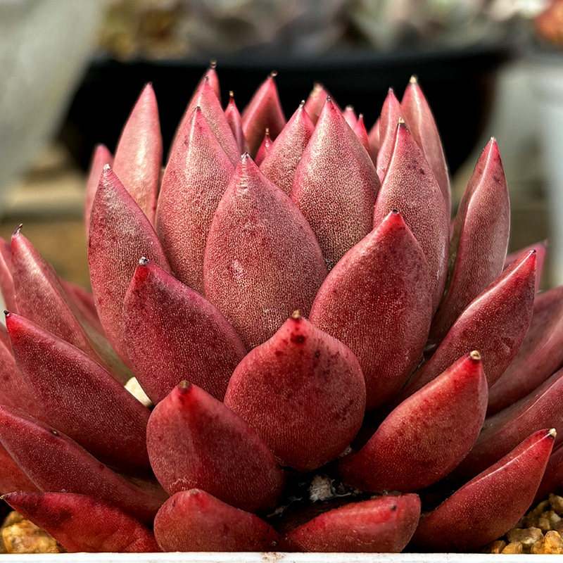高端精品进口稀有贵货启明星多肉植物组合盆栽花卉绿植办公室萌宠