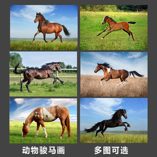 骏马海报一匹马吃草的马野马动物画生肖图宿舍房间装饰墙贴画自粘