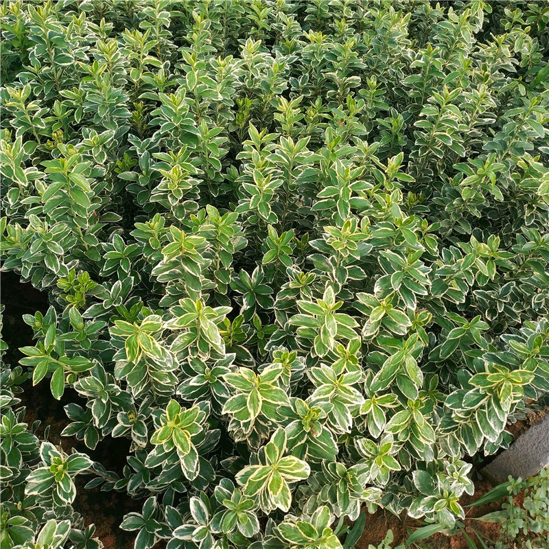 金边黄杨金边冬青苗庭院四季常青冬青树苗围墙篱笆植物瓜子黄杨球