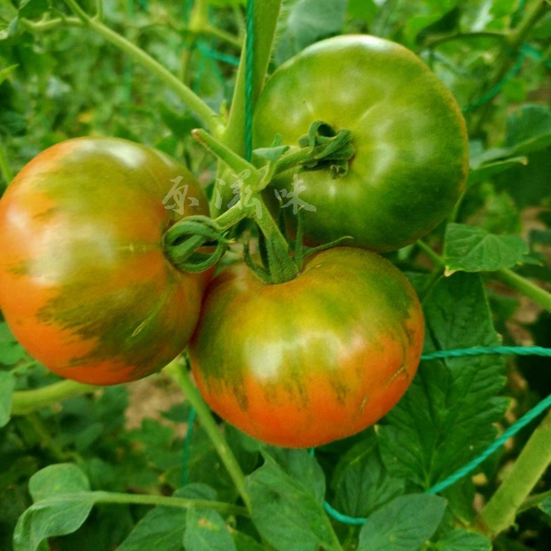 农家自己种植老品种传家宝西红柿水果草莓番茄熊蜂授粉5斤包邮