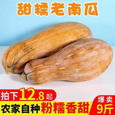 板栗老南瓜9斤粉糯甜长黄南瓜贝贝南瓜农家自种新鲜宝宝辅食包邮5