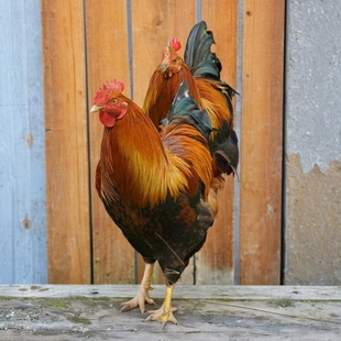 清远麻鸡大扇鸡走地鸡玉米鸡餐饮聚会宴会火锅