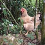 散养草药鲜草生态鸡高蛋白低脂肪0激素0抗生素滋补药膳食材顺丰