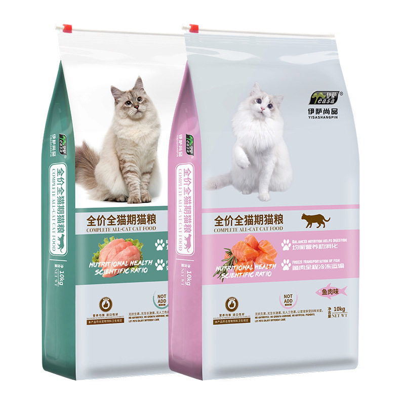 伊萨英短美短怀孕母猫