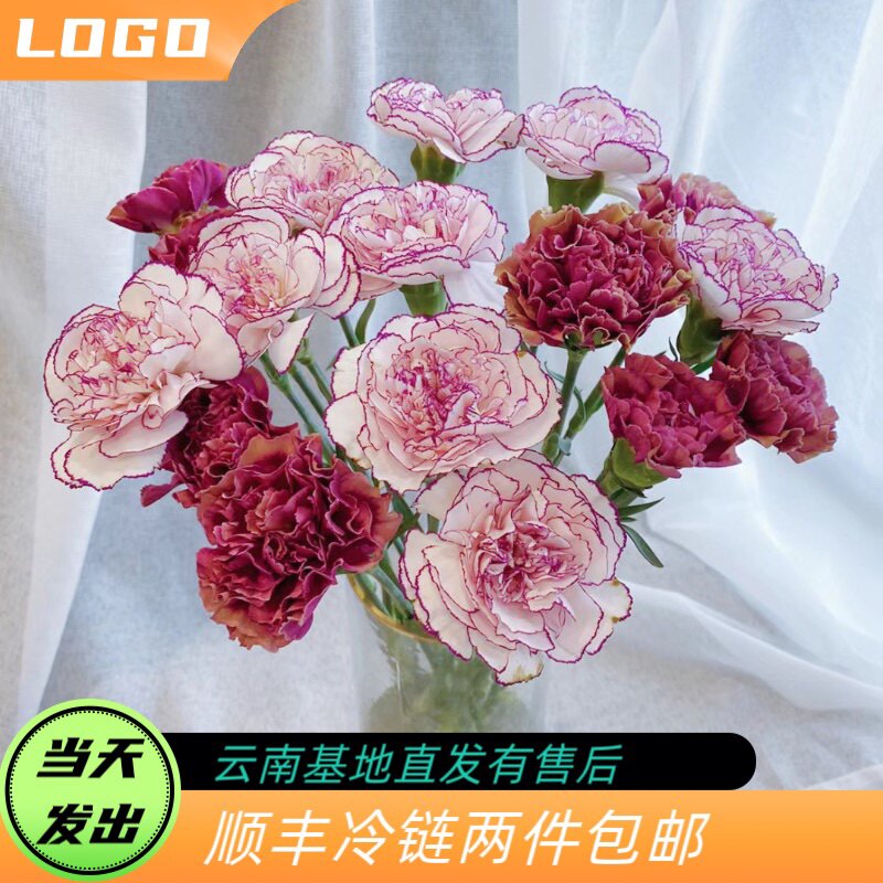 【两件空运】稀有紫精灵野马熔岩单头康乃馨水养云南鲜花礼物
