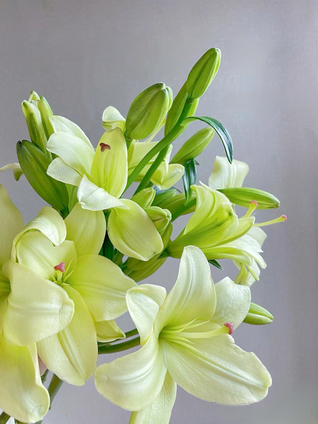 a级多头童年鲜切亚百合10支抹茶绿顺丰直发