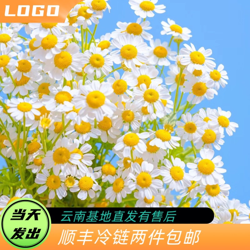 【全店两件空运】洋甘菊松虫草蓝星花蓝盆花火焰兰翠珠配花鲜切花-封面