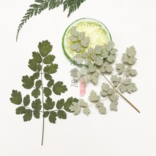 红玫瑰干花真花束原生态装饰干花图片介绍 红玫瑰干花真花束原生态装饰干花图片下载 红玫瑰干花真花束原生态装饰干花图片介绍 红玫瑰干花真花束原生态装饰干花图片下载