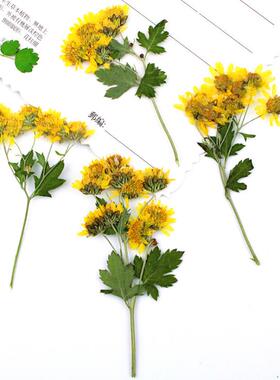 带枝野菊花 天然真花压花押花台灯植物标本diy干花树叶贴画材料9