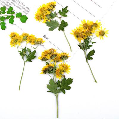 带枝野菊花 真花压花押花台灯 植物标本 diy干花树叶贴画材料