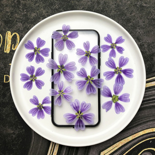 锦葵 植物标本押花diy滴胶手机壳相框书签台灯装饰贴画压花干花材