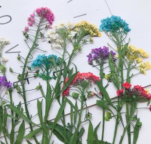 香雪球带枝干花 滴胶diy手机壳押花画书签相框香薰蜡烛美甲干花