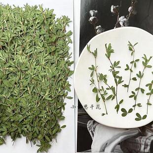 关门草 植物标本干花压花台灯书签幼儿园手工树叶贴画香薰蜡烛