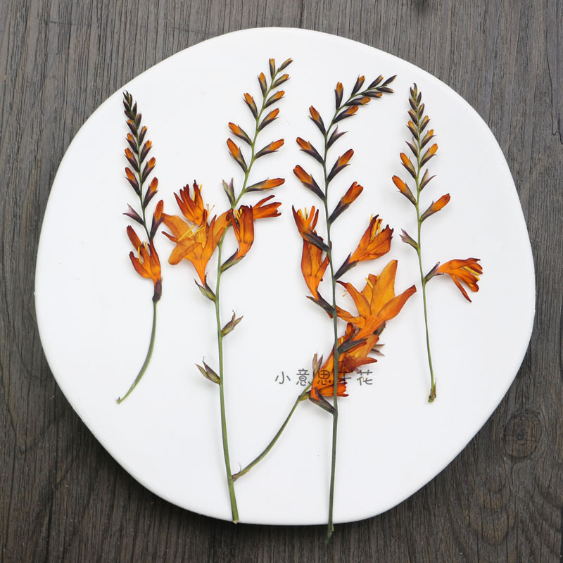 小意思干花押花干花批发