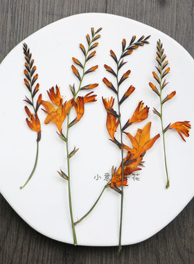 小意思干花押花干花批发