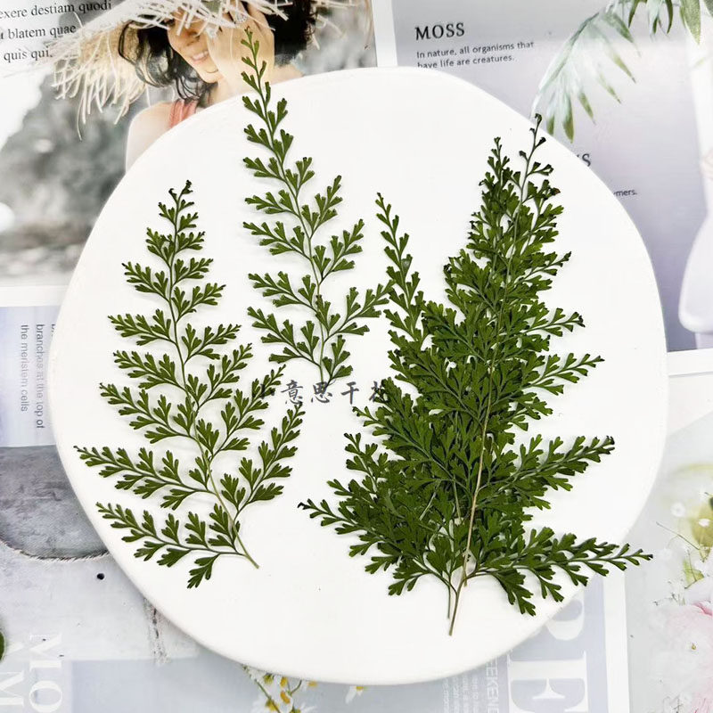 凤尾蕨 叶带枝押花干花diy贺卡书签滴胶饰品配件香薰蜡烛压花干叶