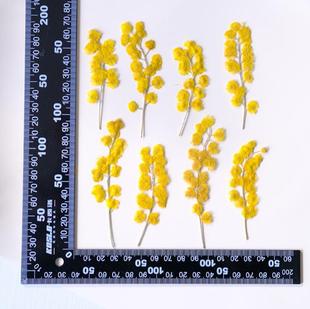 金合欢押花干花植物标本压花材料包秋色黄花圣诞花滴胶手工材料