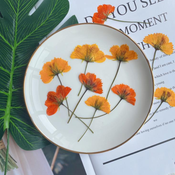 硫华菊 花压花押花材滴胶干花手机壳植物标本教学DIY材料香薰蜡烛