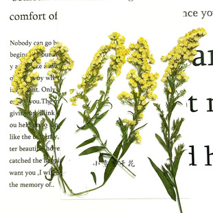 黄莺草 干花压花植物标本浮游笔香薰手工diy儿童书签请柬押花相框