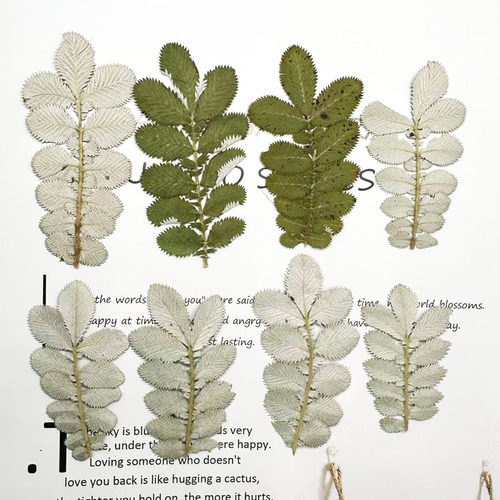 委陵菜植物标本滴胶手机壳