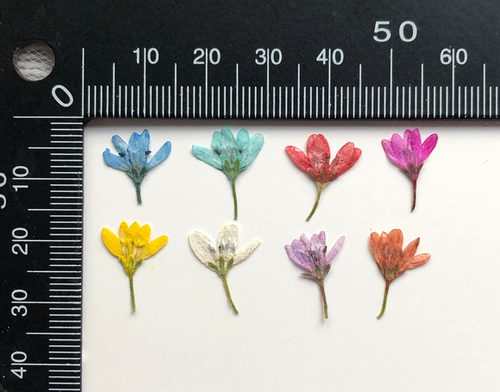 虎尾草干花真花美甲手工diy