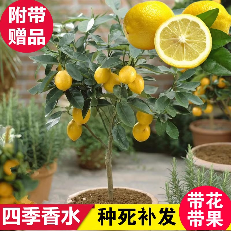 香水柠檬树盆栽带果绿植室内阳台