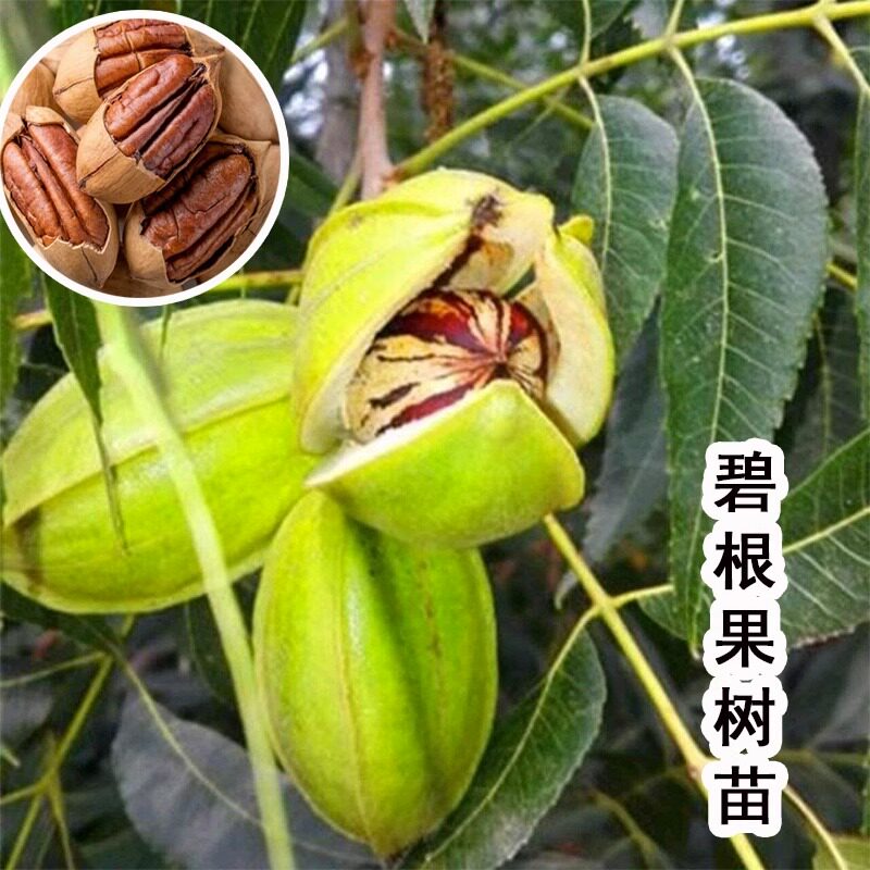 碧根果树果苗南北方庭院地栽大树美国山核桃阳台盆栽嫁接当年结果