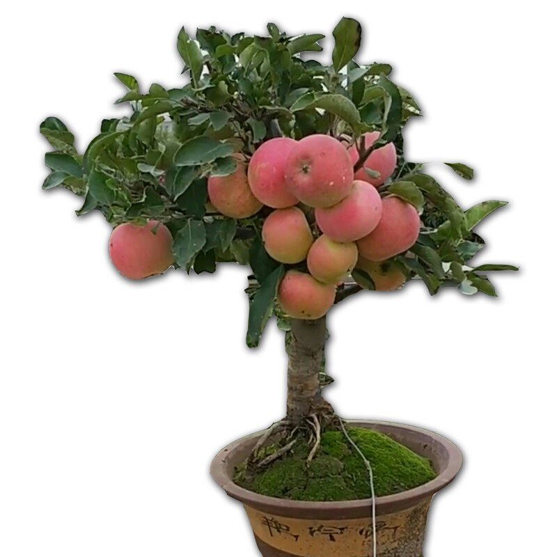 矮化盆栽苹果树果苗南方北方种植庭院盆景 红富士苹果苗 当年结果