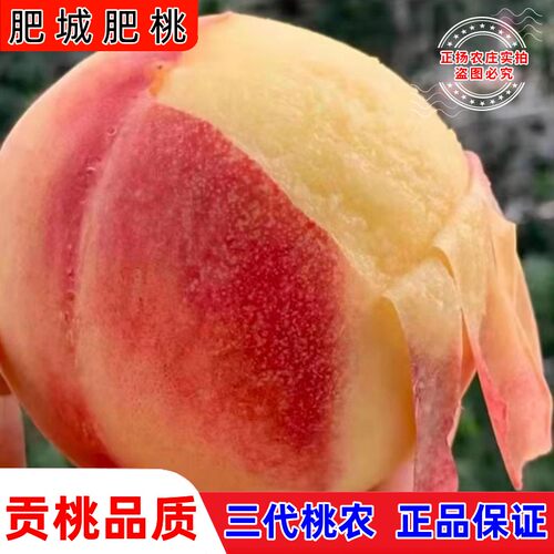 肥城桃肥桃水蜜桃现摘山东大桃当季孕妇软甜整箱包邮新鲜水果桃子