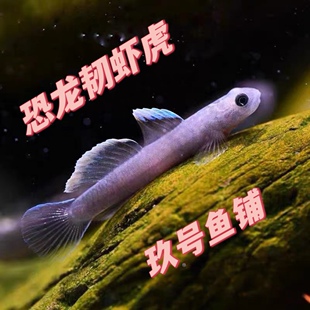 恐龙韧虾虎恐龙虾虎恐龙枝桠紫身枝丫虾虎鱼红唇红腰虾虎蓝肚韧