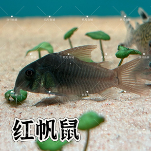 南美进口红帆鼠鱼青鼠印第安鼠红斜纹活体淡水热带底栖观赏观赏鱼