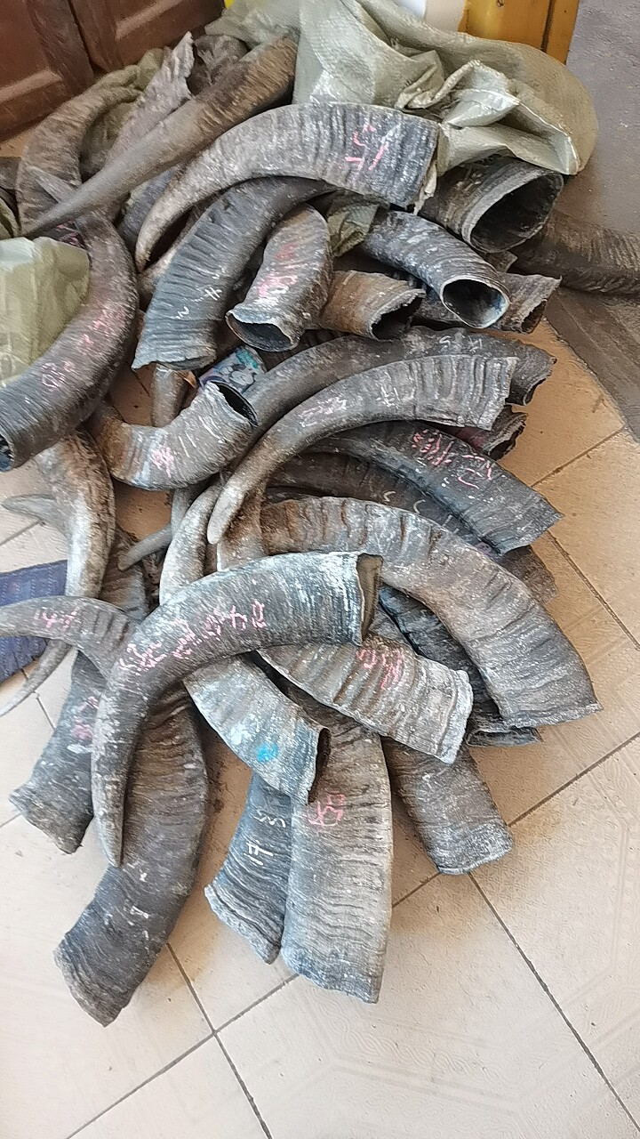 清货价小口径黑水牛角毛料工艺品桌面摆件