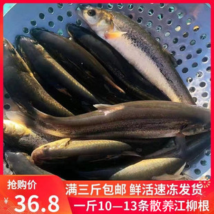 江柳根鱼鲜活大号淡水鱼开江鱼河鲜河鱼柳根子鱼3斤起包邮