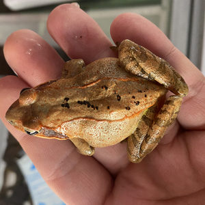 东北林蛙母豹子带籽带油