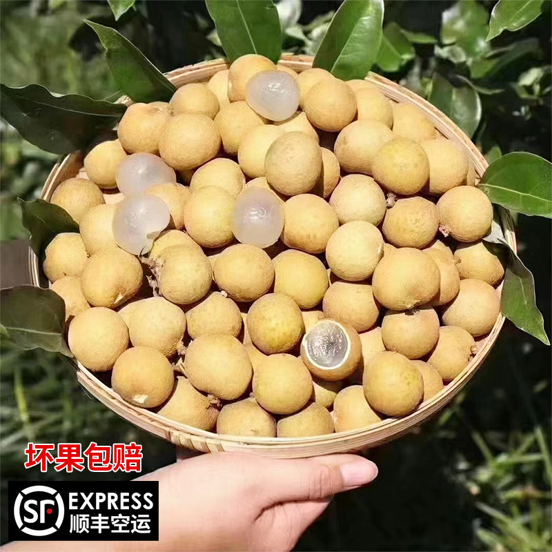 龙眼新鲜桂圆水果现摘现发货储良龙眼