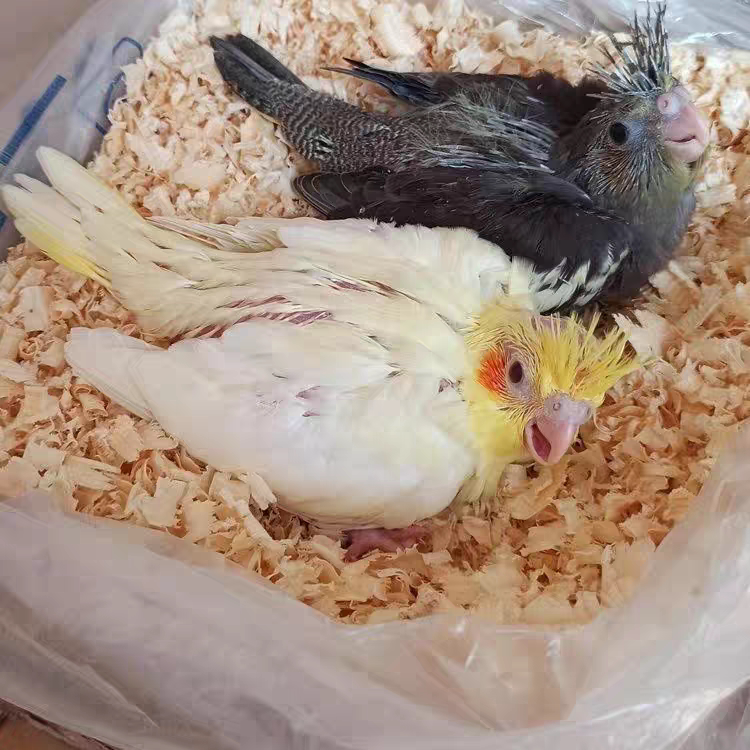 玄凤雏鸟鹦鹉活鸟活物家养中小型会说话幼鸟活体宠物手养亲人