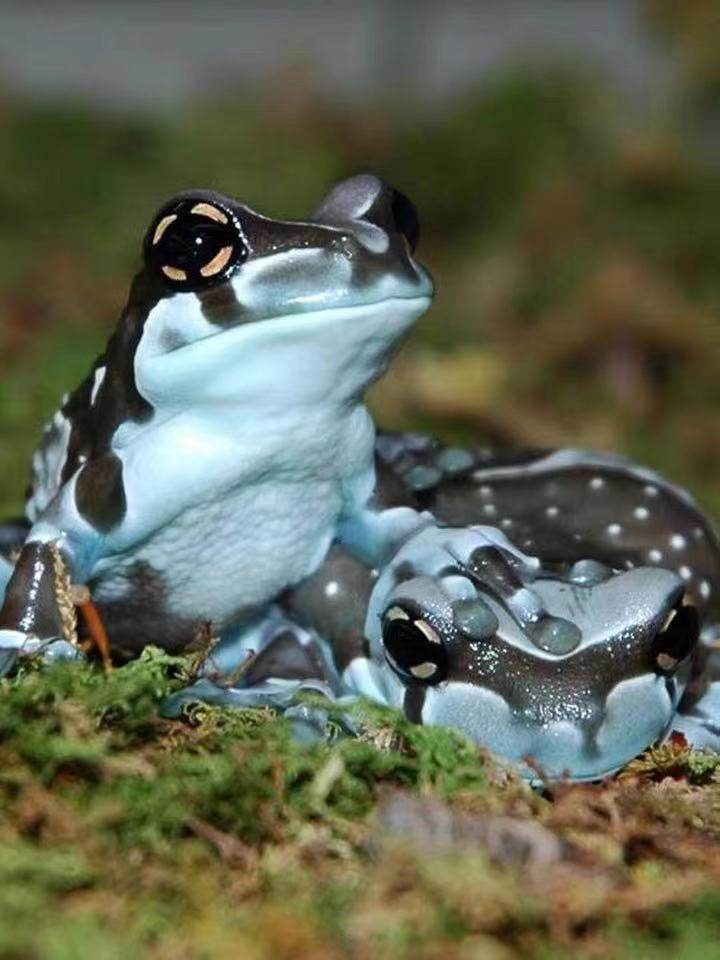 进口牛奶老爷树蛙宠物活体奶牛树蛙宠物蛙绿蓝姥爷树蛙旅行蛙角蛙