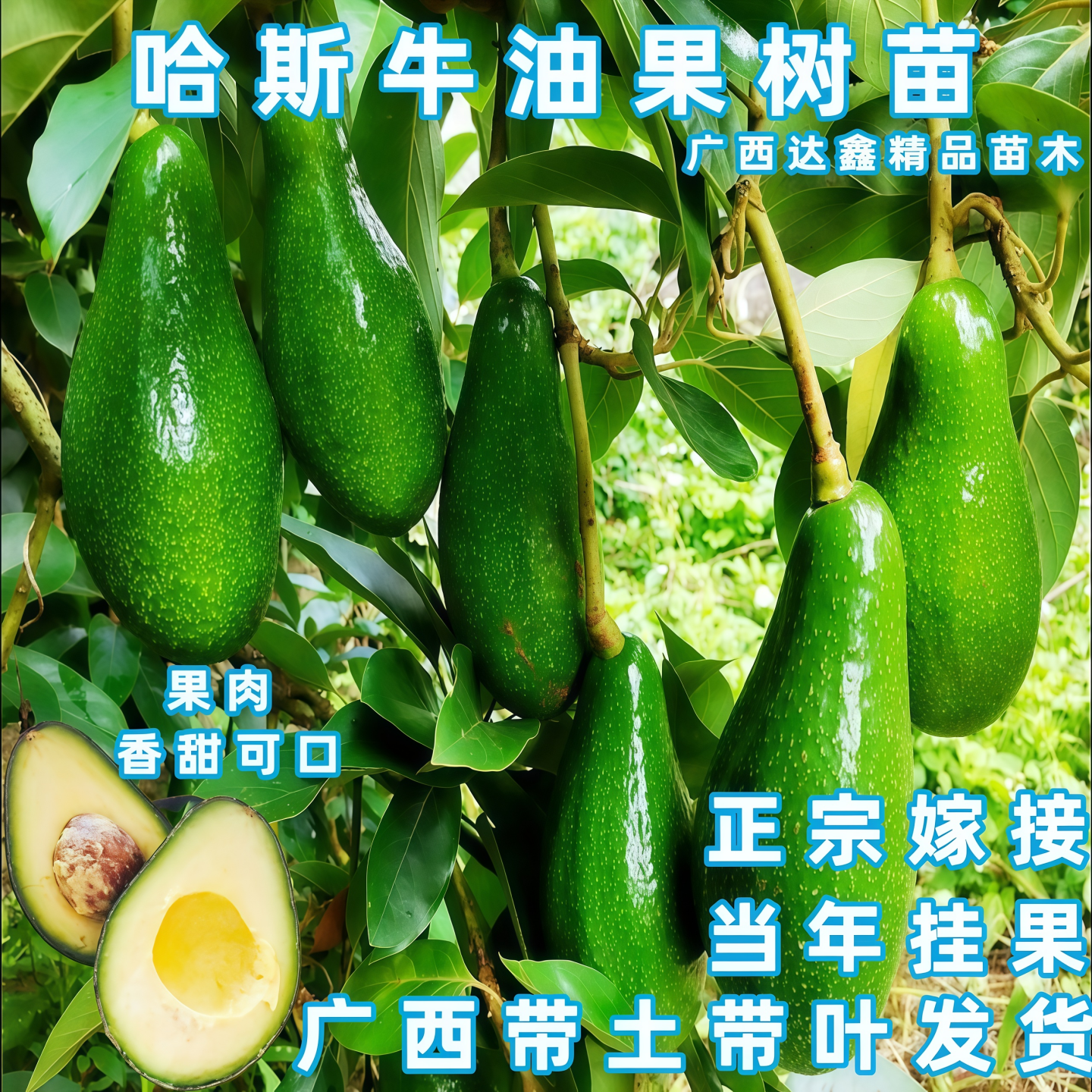 海南牛油果苗嫁接哈斯牛油果树苗南北方四季盆栽地裁当年开花挂果