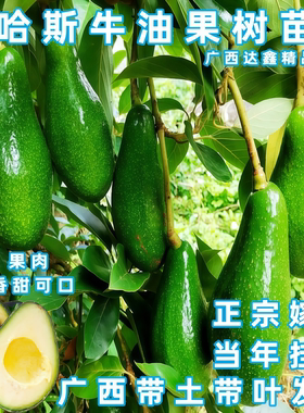 哈斯牛油果苗南北方四季盆栽地裁