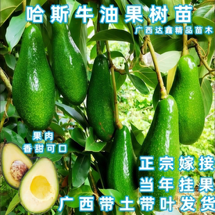 海南牛油果苗嫁接哈斯牛油果树苗南北方四季盆栽地裁当年开花挂果